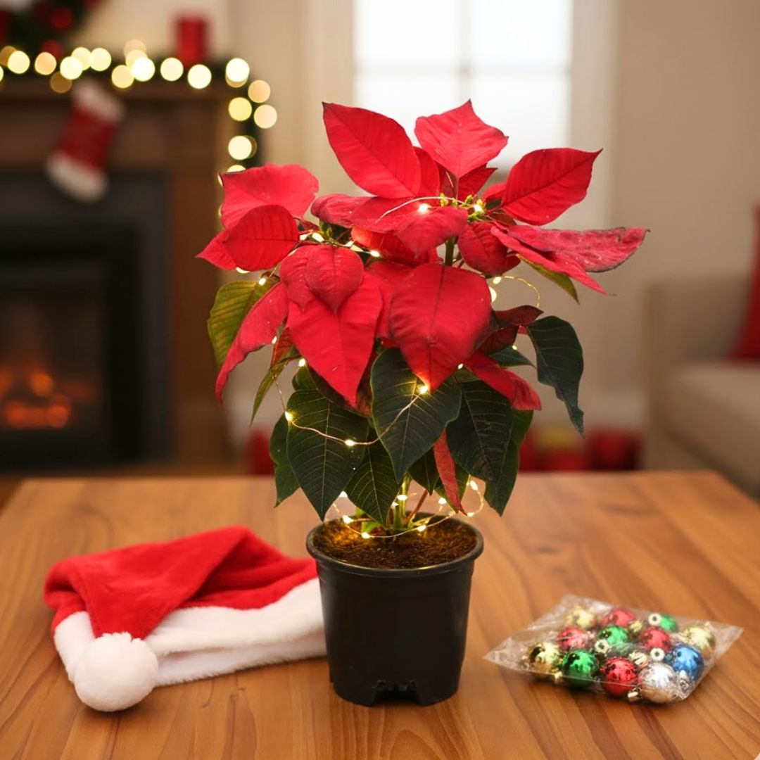 Xmas Decor Special - Poinsettia / Christmas Flower in 5 Inch Nursery Pot - with Festive Goodies