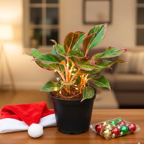 Aglaonema Lipstick in 5 Inch Nursery Pot