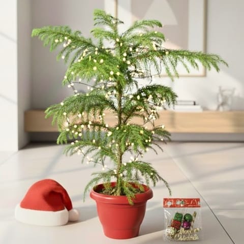 Araucaria / Christmas Tree (~ 1.5 Ft) in 7 Inch Classy Red Plastic Pot