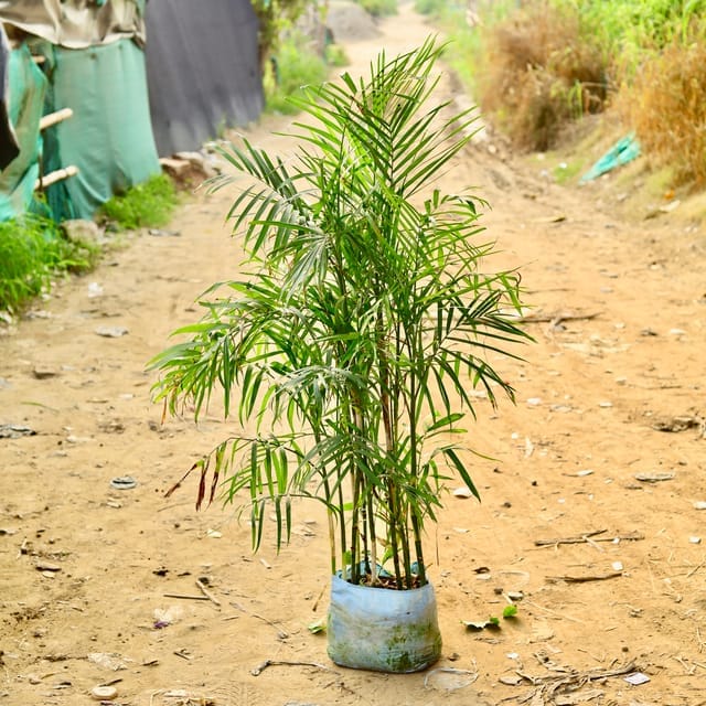 Bamboo Palm (~ 4-5 Ft) in 12 Inch Nursery Bag