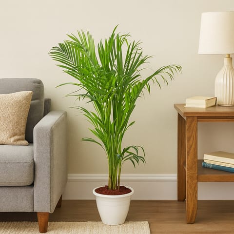 Air Purifier Areca Palm indoor (~4 ft) in 10 Inch White Classy Plastic Pot