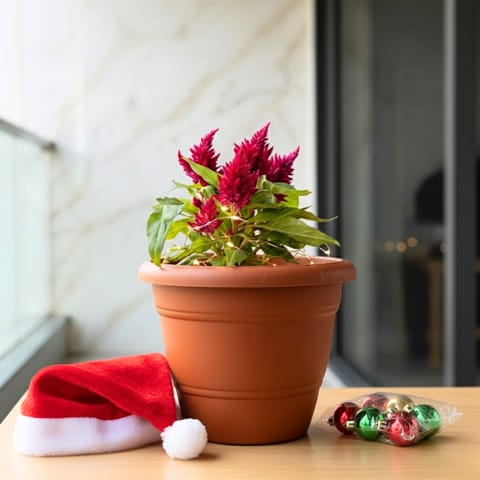 Cockscomb Pink in 7 Inch Classy Red Plastic Pot