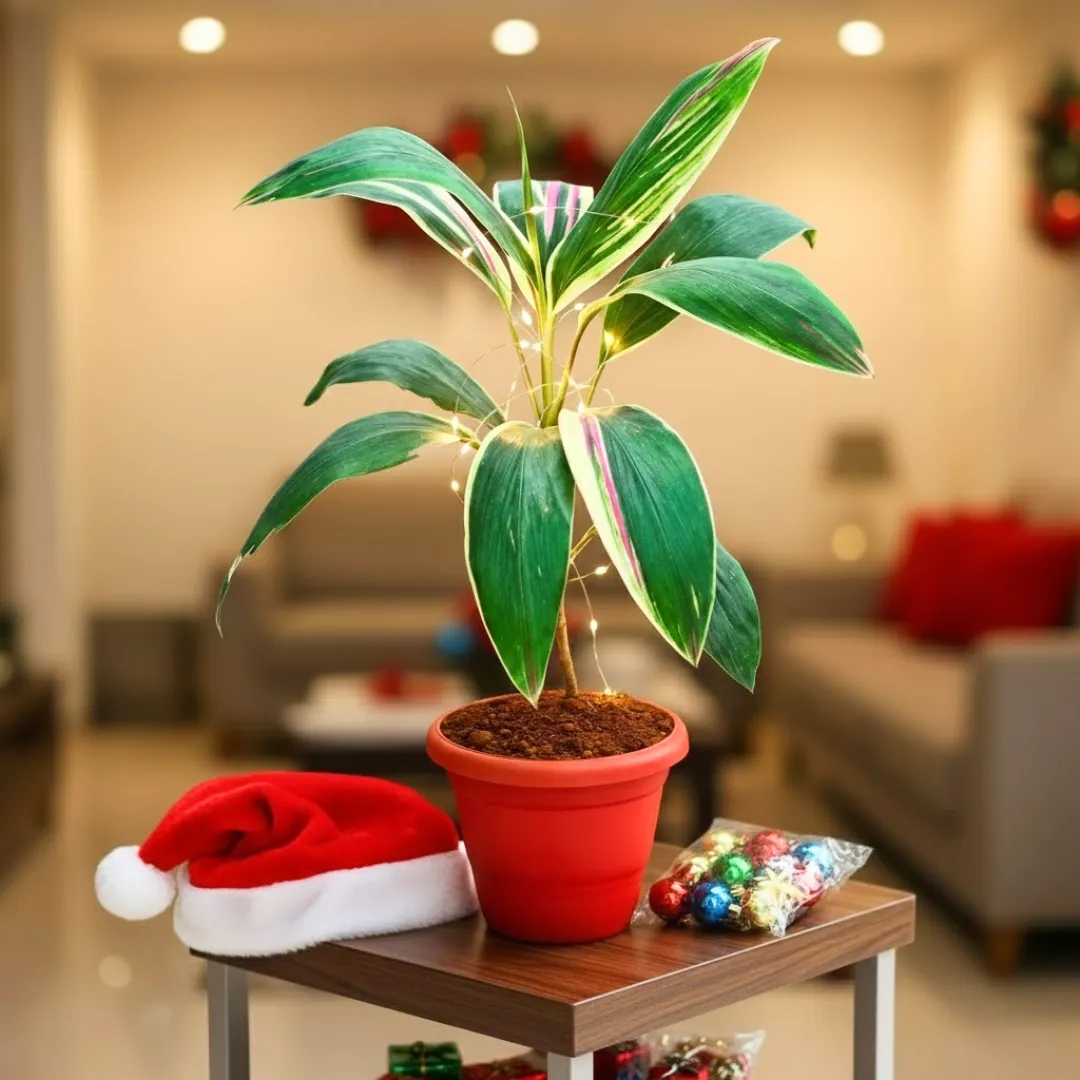 Dracaena Cordyline Green in 7 Inch Classy Red Plastic Pot