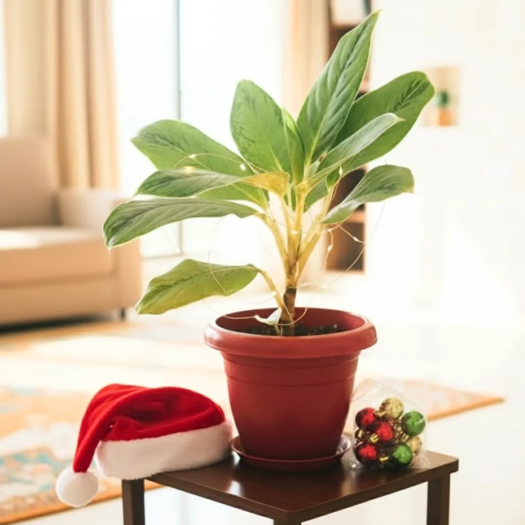 Aglaonema Silver in 8 Inch Classy Red Plastic Pot