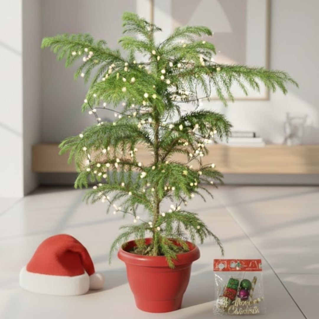 Xmas Decor Special - Araucaria / Christmas Tree (~ 2.5 Ft) in 10 Inch Classy Red Plastic Pot - with Festive Goodies