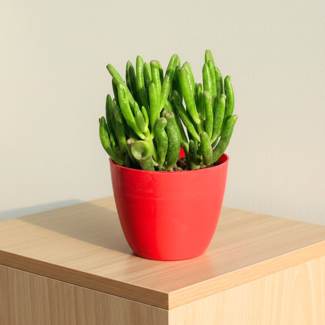 Crassula Finger Succulent in 4 Inch Red Premium Orchid Round Plastic Pot