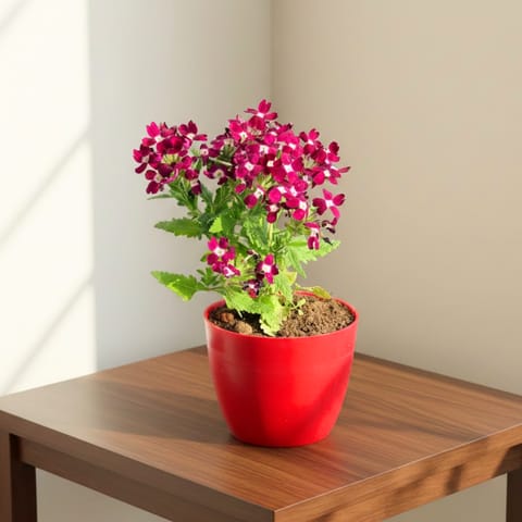 Verbena (any colour) in 4 Inch Red Premium Orchid Round Plastic Pot