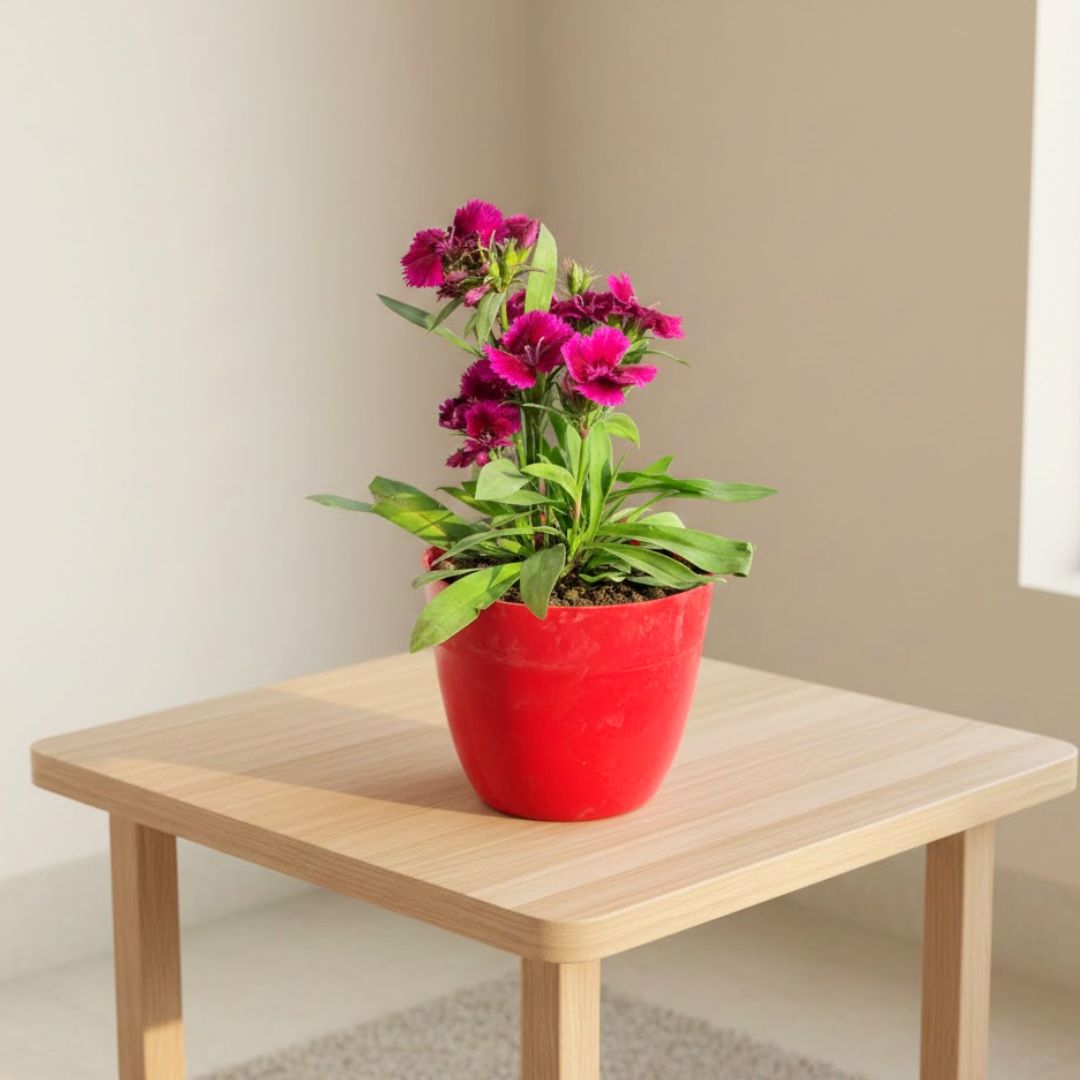 Dianthus (any colour) in 4 Inch Red Premium Orchid Round Plastic Pot