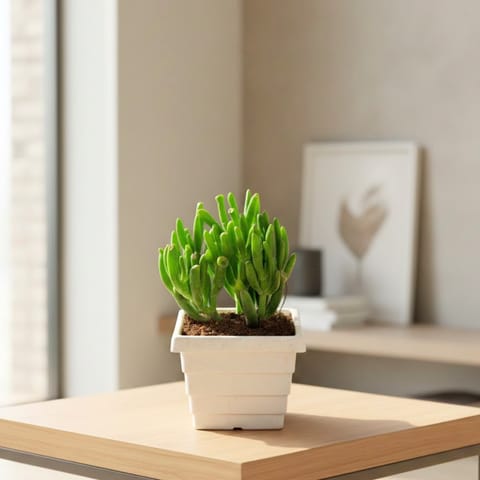 Crassula Finger Succulent in 4 Inch White Marble Premium Orchid Square Plastic Pot