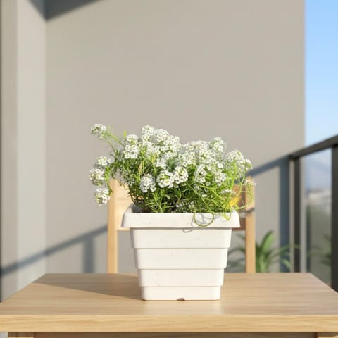 Alyssum White in 4 Inch White Marble Premium Orchid Square Plastic Pot