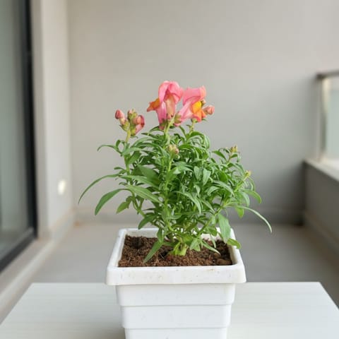 Antirrhinum Majus / Dog Flower (any colour) in 4 Inch White Marble Premium Orchid Square Plastic Pot