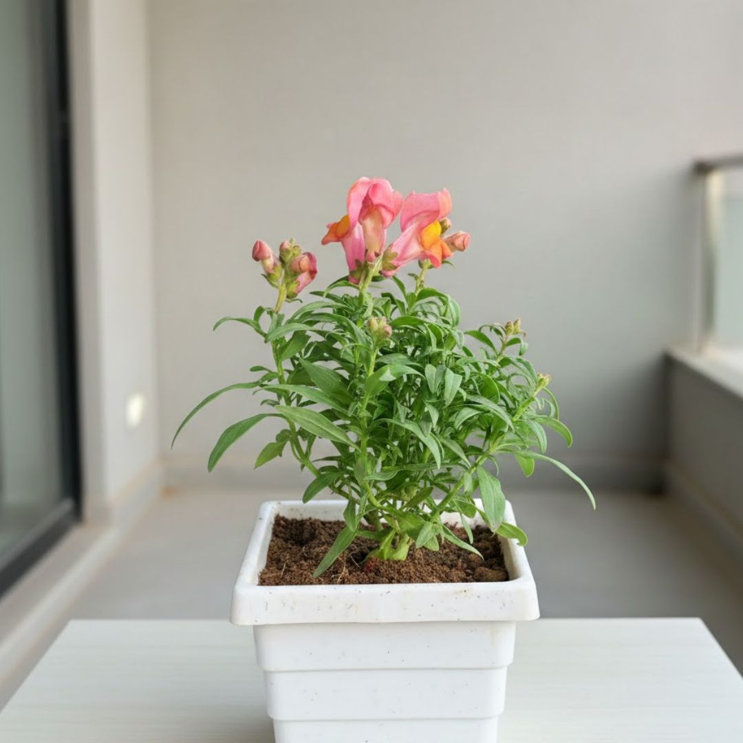 Antirrhinum Majus / Dog Flower (any colour) in 4 Inch White Marble Premium Orchid Square Plastic Pot