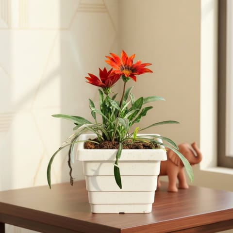Gazania (any colour) in 4 Inch White Marble Premium Orchid Square Plastic Pot