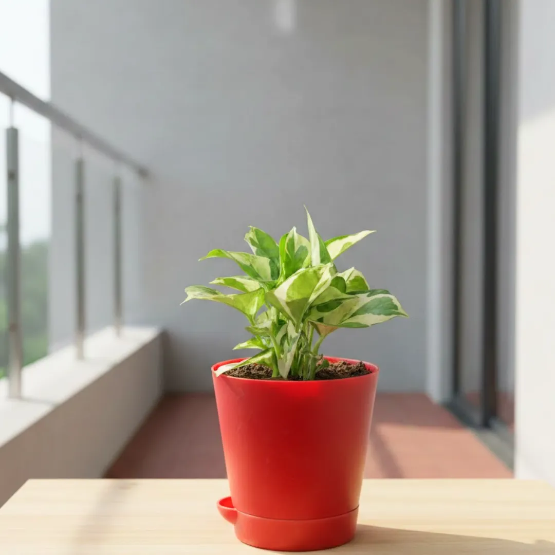 Money Plant N'joy in 4 Inch Red Florence Self Watering Pot