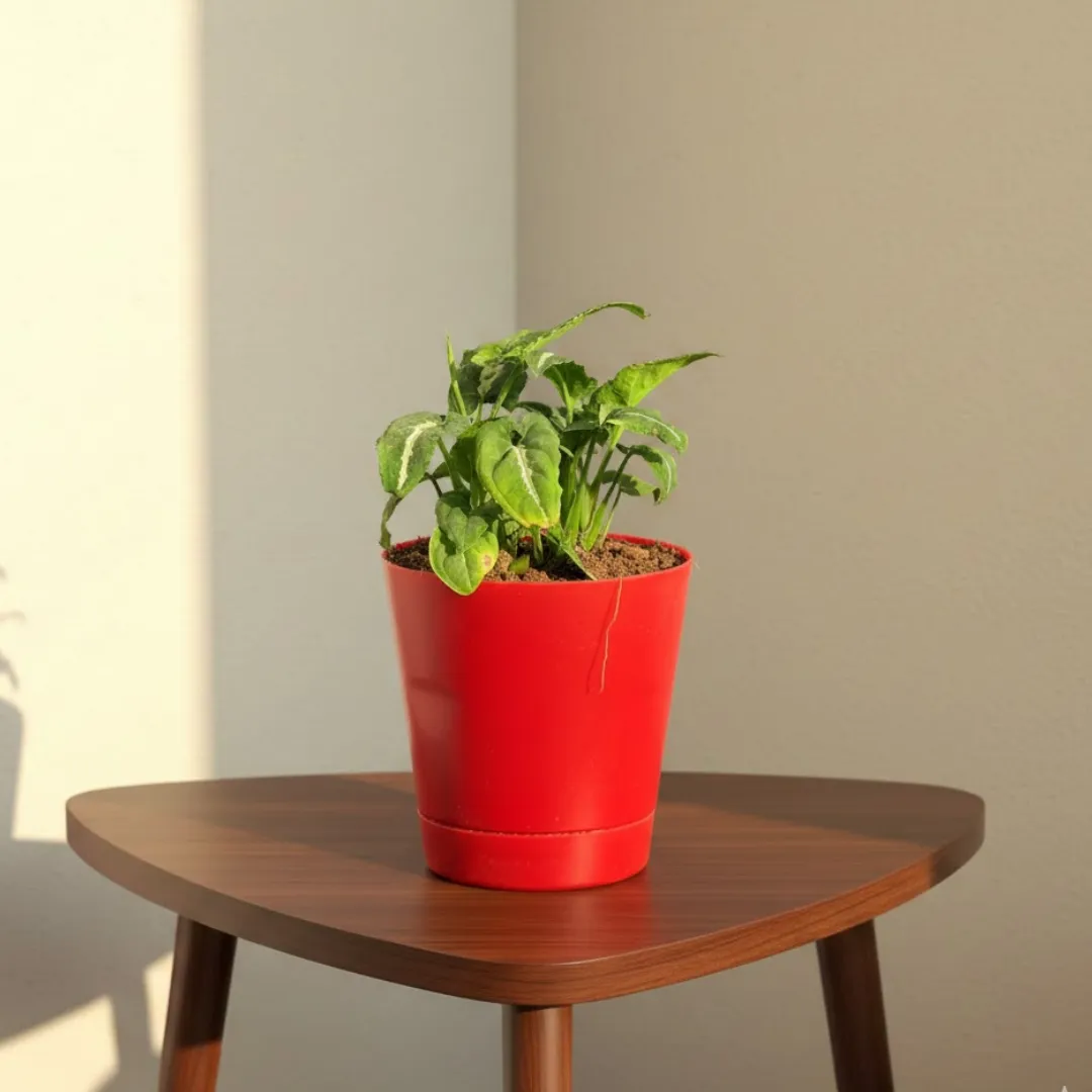 Syngonium Kitkat Wendlandii in 4 Inch Red Florence Self Watering Pot