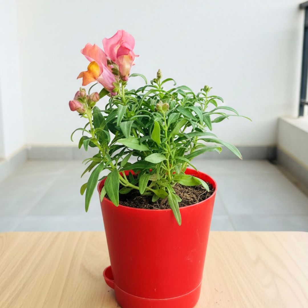 Antirrhinum Majus / Dog Flower (any colour) in 4 Inch Red Florence Self Watering Pot