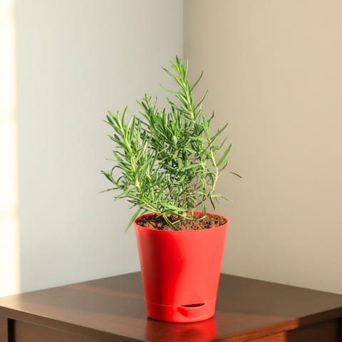 Rosemary in 4 Inch Red Florence Self Watering Pot