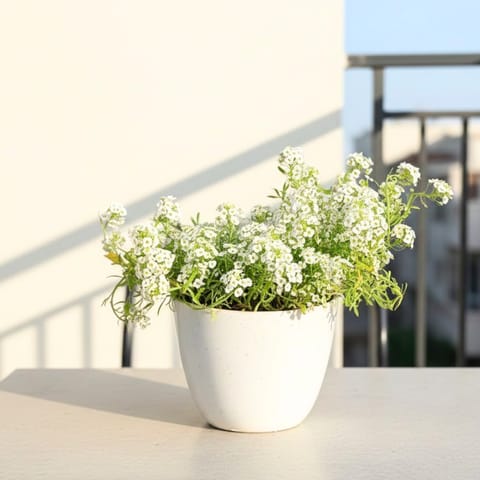 Alyssum White in 4 Inch White Premium Orchid Round Plastic Pot