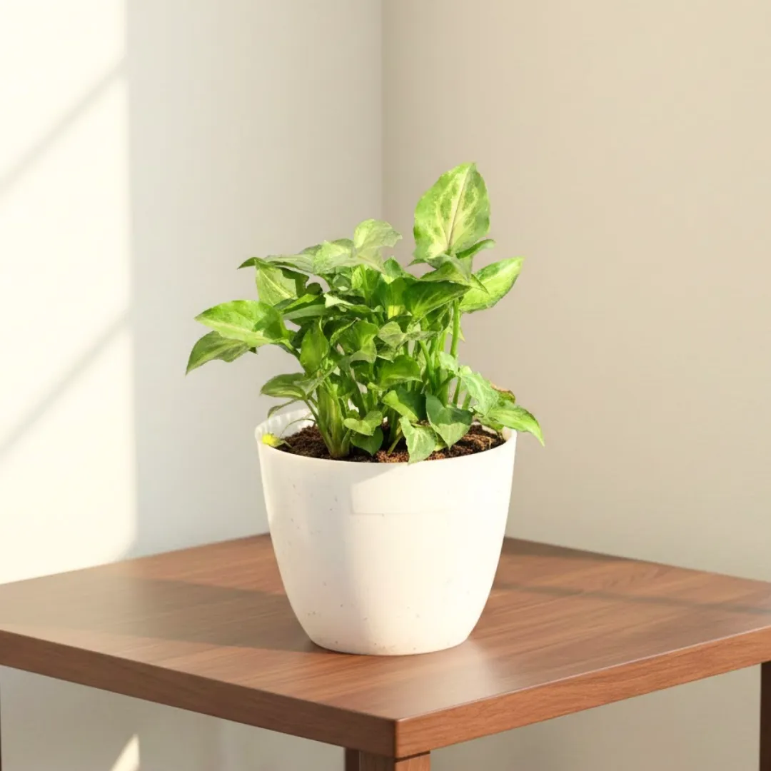 Syngonium Butterfly in 4 Inch White Premium Orchid Round Plastic Pot