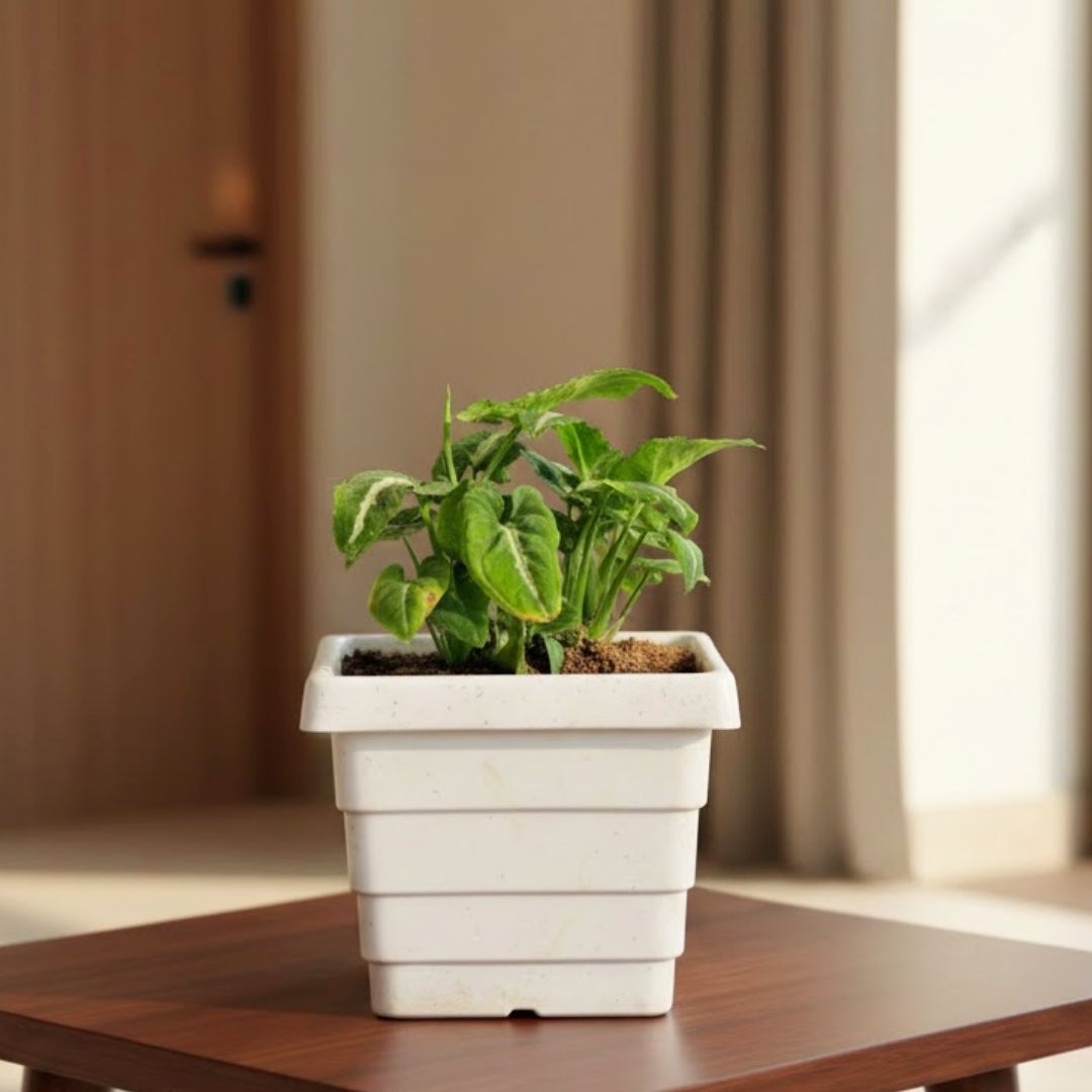 Syngonium Kitkat Wendlandii in 4 Inch White Marble Premium Orchid Square Plastic Pot