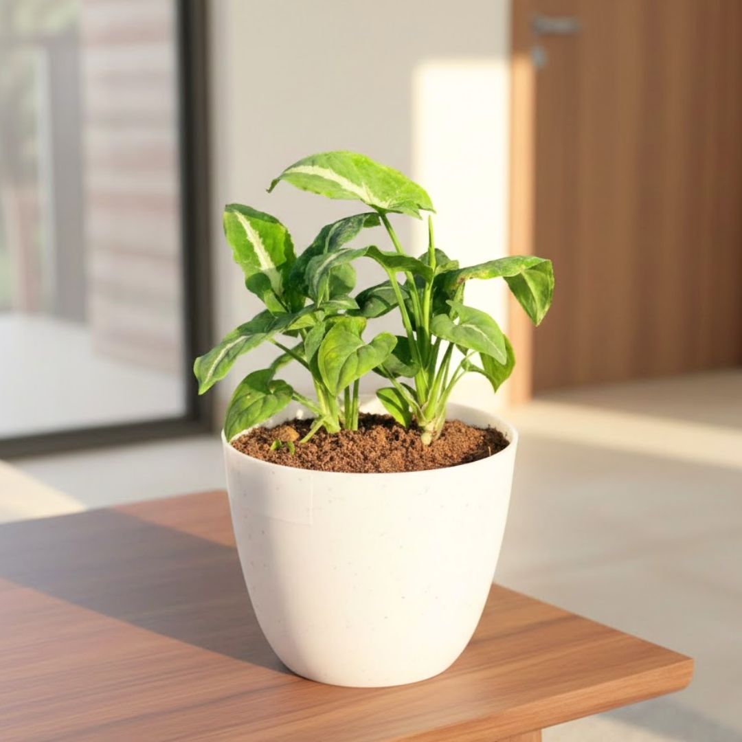 Syngonium Kitkat Wendlandii in 4 Inch White Premium Orchid Round Plastic Pot