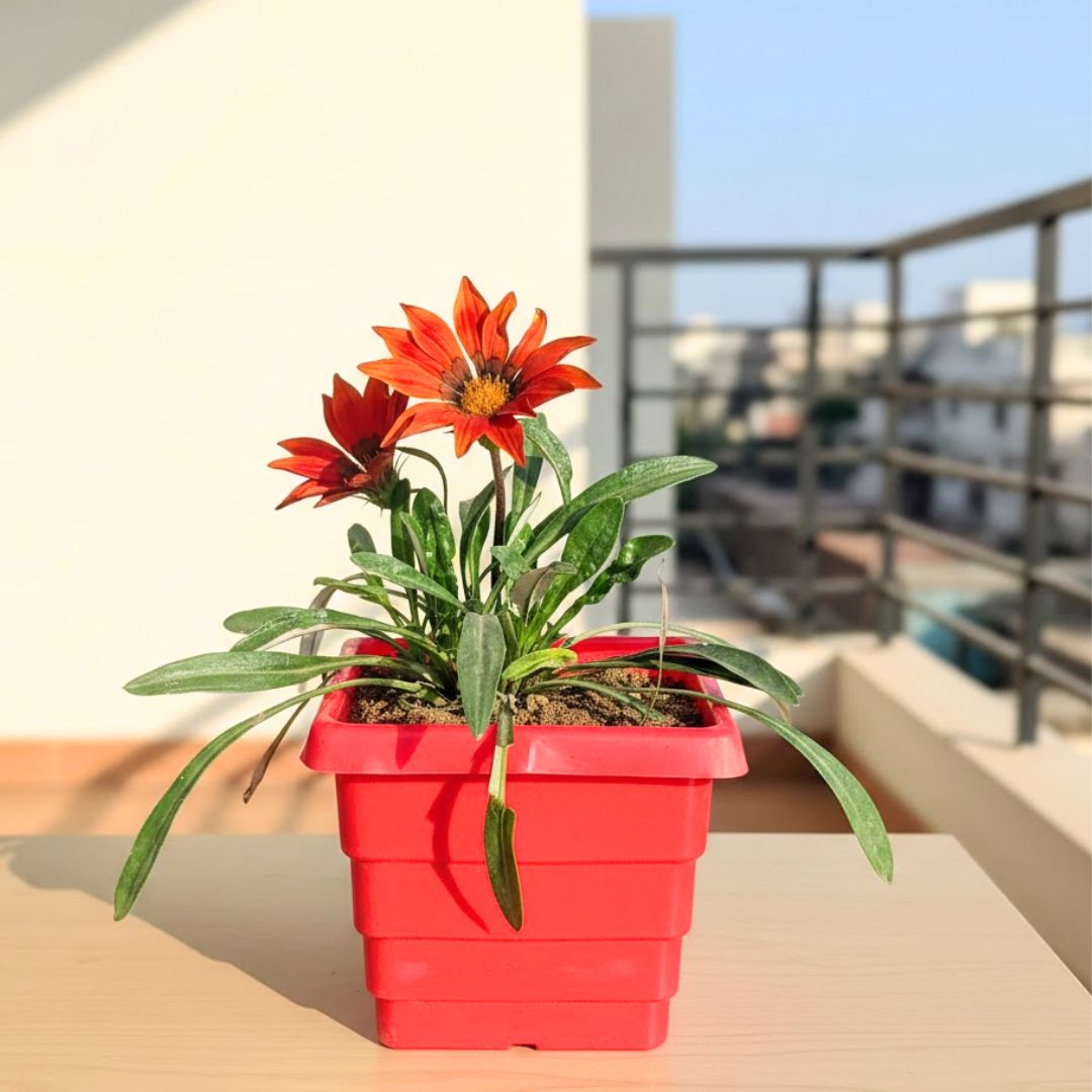 Gazania (any colour) in 4 Inch Red Premium Orchid Square Plastic Pot