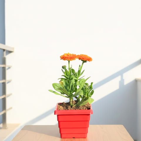 Calendula (any colour) in 4 Inch Red Premium Orchid Square Plastic Pot
