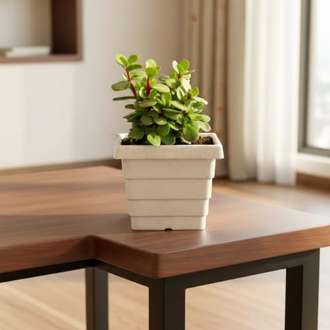 Pune Jade in 4 Inch White Marble Premium Orchid Square Plastic Pot