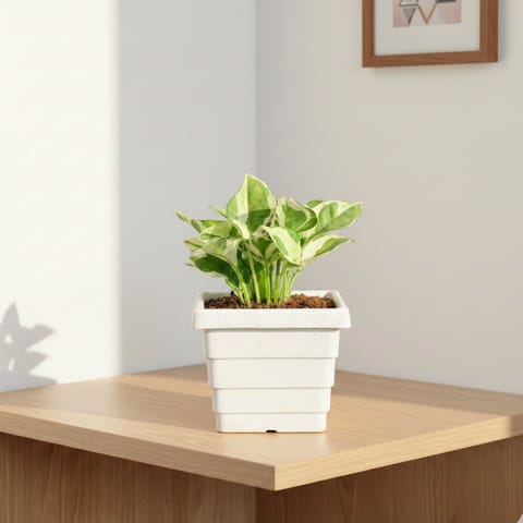 Money Plant N'joy in 4 Inch Live Fresh Plant White Marble Premium Orchid Square Plastic Pot in Sector 29