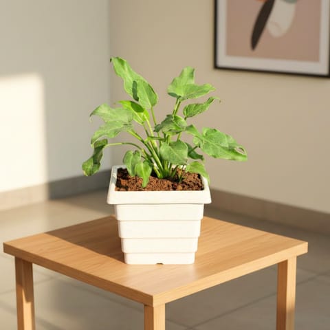 Xanadu Green in 4 Inch White Marble Premium Orchid Square Plastic Pot