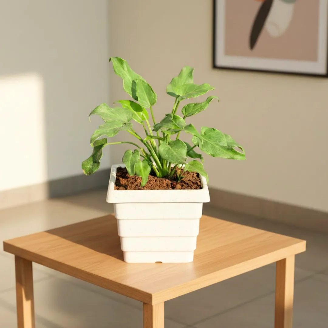 Xanadu Green in 4 Inch White Marble Premium Orchid Square Plastic Pot