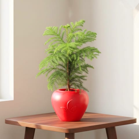 Araucaria / Christmas Tree (~ 1.5 Ft) in 7 Inch Red Premium Apple Leaf Plastic Pot