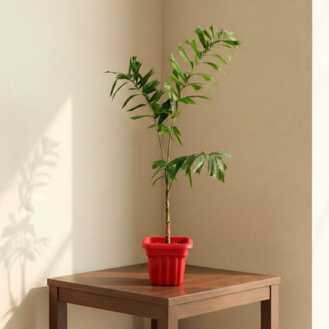 Fishtail Palm ( ~ 2 Ft) in 8 Inch Red Heavy Square Plastic Pot