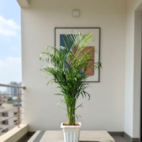Areca Palm (~ 3 Ft) in 8 Inch White Heavy Square Plastic Pot