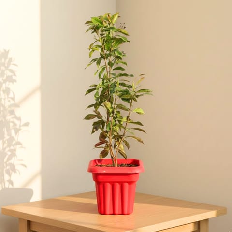 Jatropha / Sunder Rupa (any colour) in 8 Inch Red Heavy Square Plastic Pot