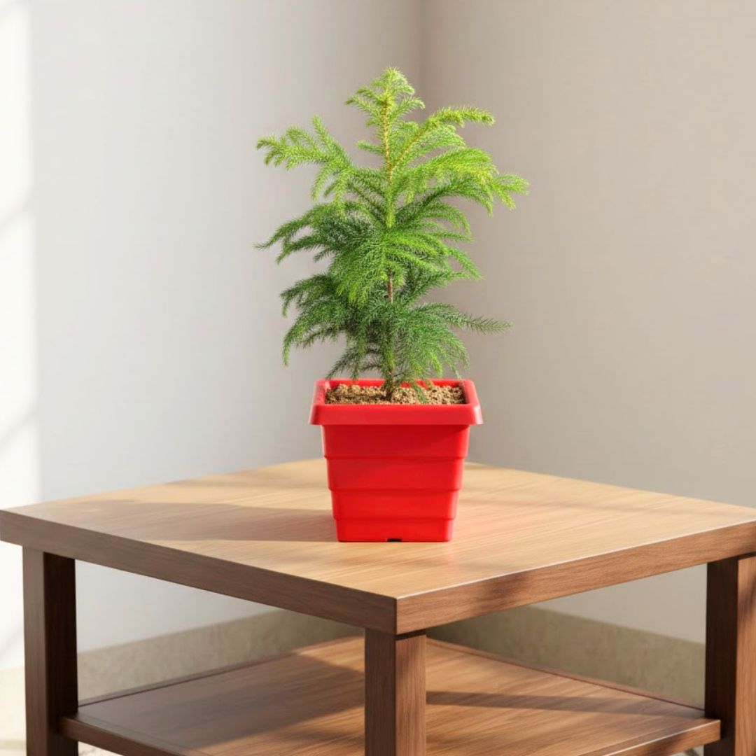 Araucaria / Christmas Tree (~ 1.5 Ft) in 6 Inch Red Premium Orchid Square Plastic Pot