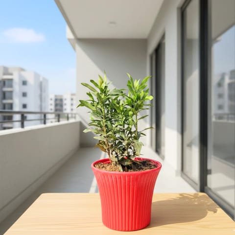 Ixora (any colour) Pune in 8 Inch Red Sunrise Plastic Pot