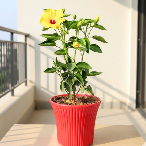 Hibiscus Dwarf (any colour) Pune in 8 Inch Red Sunrise Plastic Pot