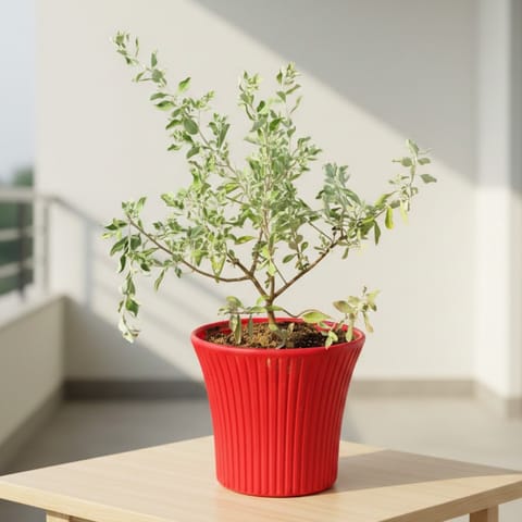 Nicodia in 8 Inch Red Sunrise Plastic Pot