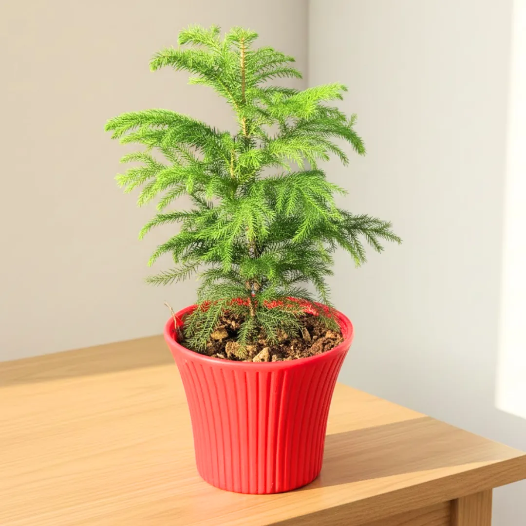 Araucaria / Christmas Tree (~ 1.5 Ft) in 8 Inch Red Sunrise Plastic Pot