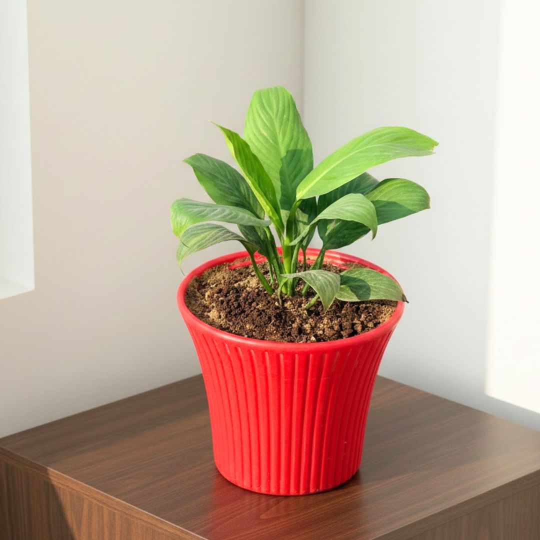 Peace Lily in 8 Inch Red Sunrise Plastic Pot