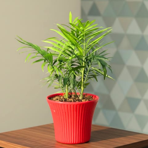Chamaedorea Palm  in 8 Inch Red Sunrise Plastic Pot