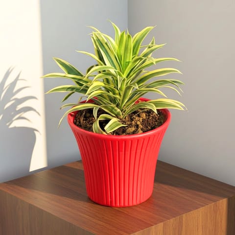 Song of India in 8 Inch Red Sunrise Plastic Pot