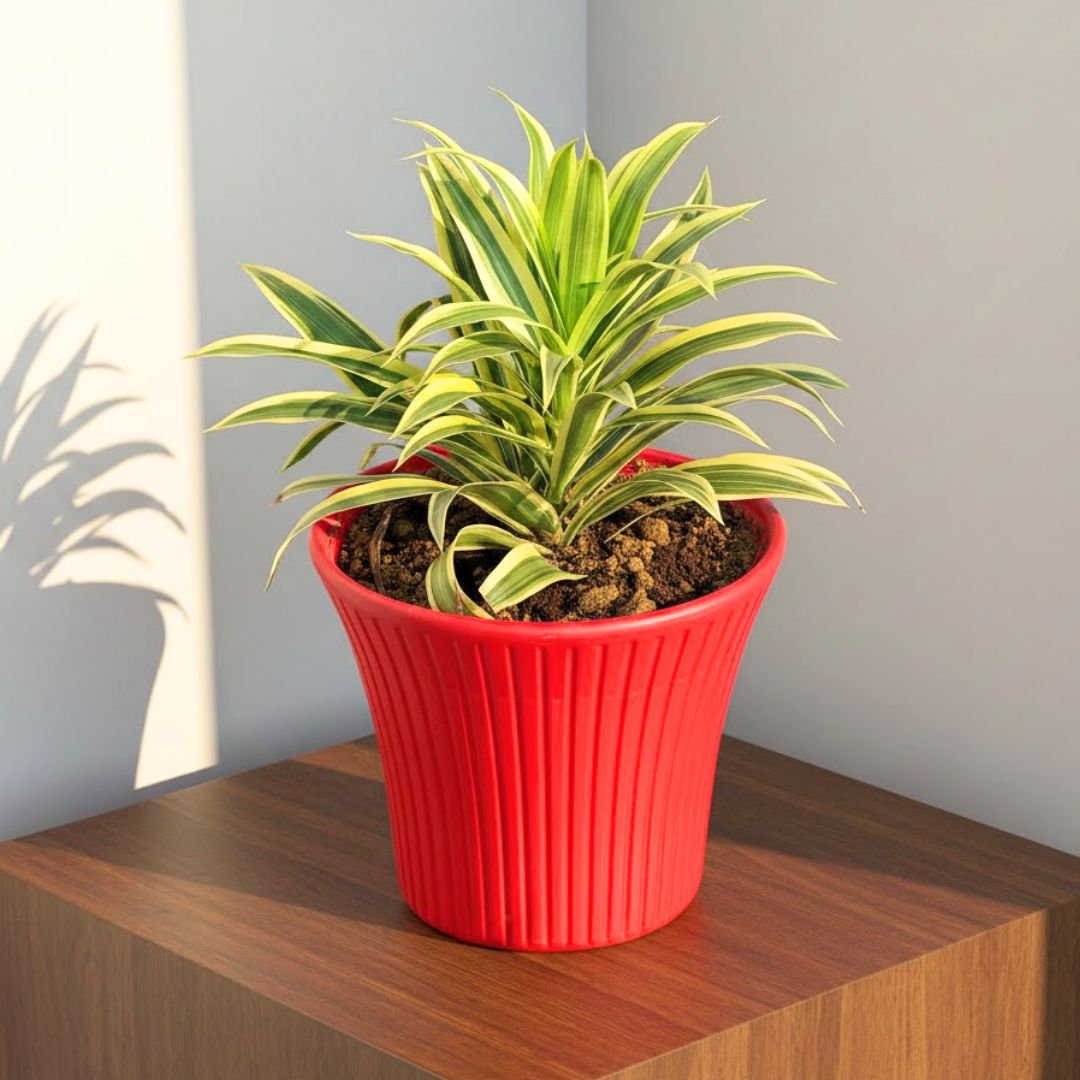 Song of India in 8 Inch Red Sunrise Plastic Pot