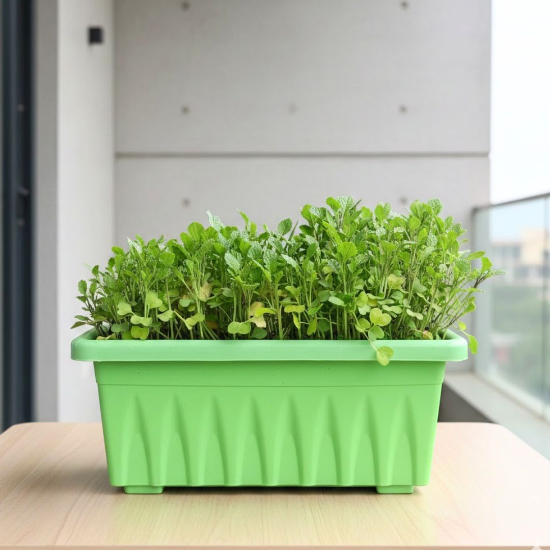 Sarso / Mustard  in 14 Inch Green Premium Jupiter Rectangular Window Planter