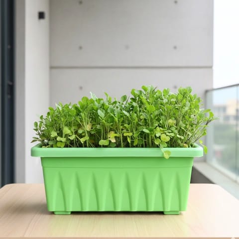 Sarso / Mustard  in 14 Inch Green Premium Jupiter Rectangular Window Planter
