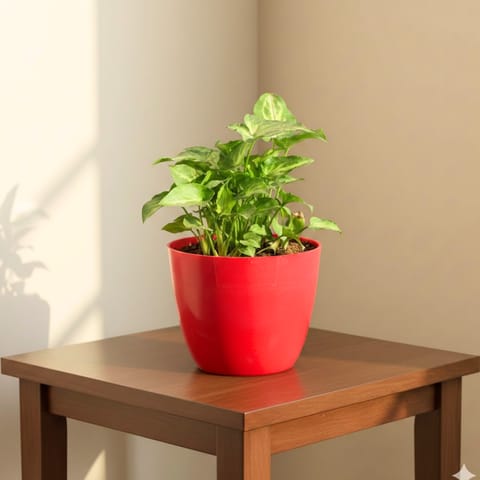 Syngonium Butterfly in 4 Inch Live Fresh Plant Red Premium Orchid Round Plastic Pot in Sector 16