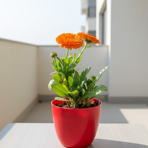 Calendula (any colour) in 4 Inch Red Premium Orchid Round Plastic Pot