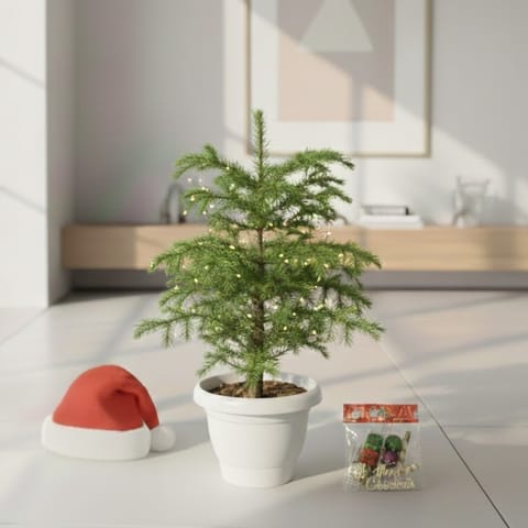 Xmas Decor Special - Araucaria / Christmas Tree (~ 1-2 Ft) in 8 Inch Classy White Plastic Pot - with Fairy Lights, Xmas Decorations & Santa Cap