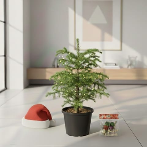 Xmas Goodies Special - Araucaria / Christmas Tree in 5 Inch Nursery Pot - with Fairy Lights, Xmas Decorations & Santa Cap